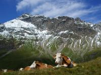 Kühe vor Vorderem Geißelkopf Massiv